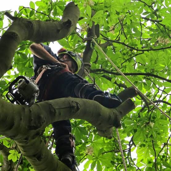 Climber roped into the canopy of a leafy tree with a chainsaw on his harness